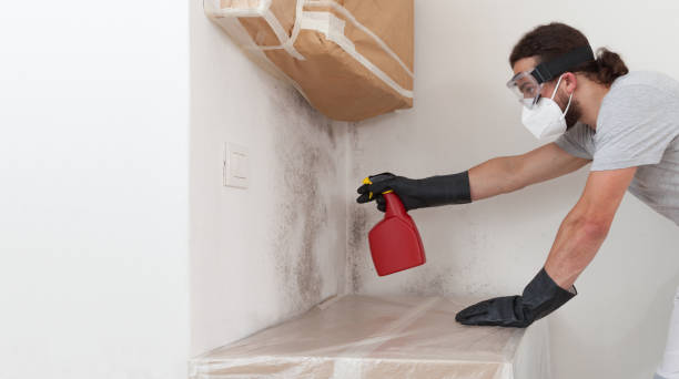 Professional Attic Mold Removal technician working in Winchester, IL