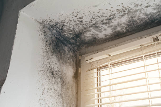 Trusted Attic Mold Removal service in Winchester, IL - Cheap Mold Removal